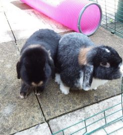 Cinnabun Rabbit Boarding