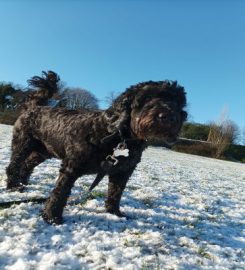 Muddy Paws Dog Walking & Pet Services