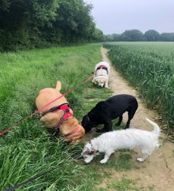 Dog Walker and Pet Services Horsham