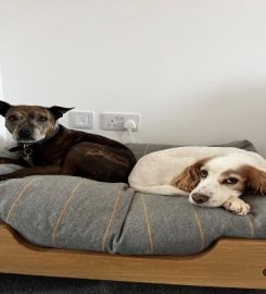 The Dog Bed Company