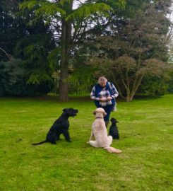 Dogs Doing Better – Agility, Puppy Classes, Gun dog