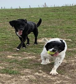 Happy Dogs Shoreham