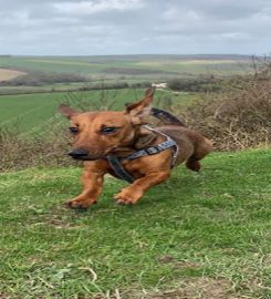 Happy Dogs Shoreham