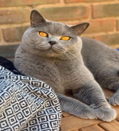 Whiskers Cat Care – Cat Sitting