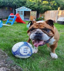 Rugby Pet Care