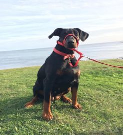 Mooch That Pooch – Dog Walker Sunderland