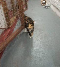 Milldene Farm Cattery