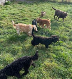 The K9 Creche