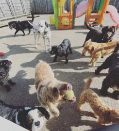 The K9 Creche