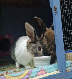 Fluffy love small animal boarding