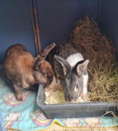 Fluffy love small animal boarding