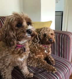 Waggy Trails Dorking – Dog walker and day care