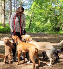 Waggy Trails Dorking – Dog walker and day care