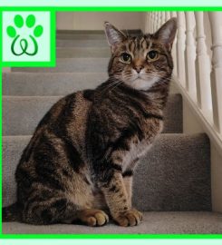 Whisker Wanders Guildford Pet Care