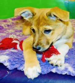 Suffolk Canine Creche