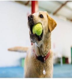 Suffolk Canine Creche