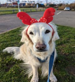 Waggy Walks Felixstowe