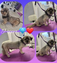 Fay`s Diamond Dog Grooming