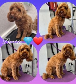 Fay`s Diamond Dog Grooming