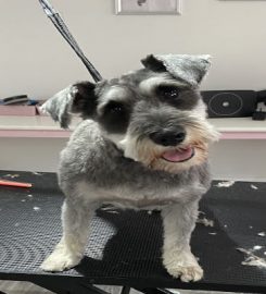 Spoilt paws dog grooming