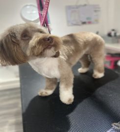 Spoilt paws dog grooming