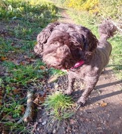 The Fairy Dogmother Sudbury Suffolk