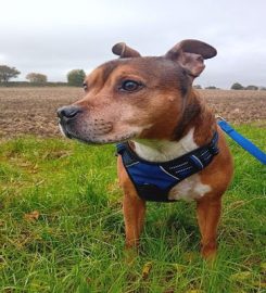 The Fairy Dogmother Sudbury Suffolk