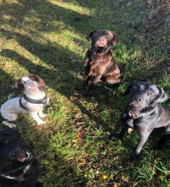 Scholar Dogs – Dog Walking & Home Boarding