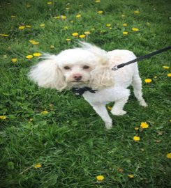 Barkers Pet Care Services Ltd – Dog Walker | Pet Sitter