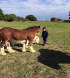 Judy's Farm Pet Care ''Dog Day Care Stockton-on-Tees'