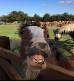 Judy's Farm Pet Care ''Dog Day Care Stockton-on-Tees'