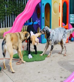 Dog Day Care