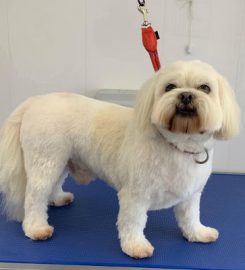 Mutts and Style Dog Grooming