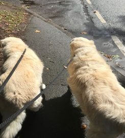 kmdogwalker