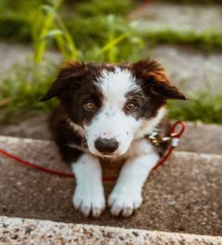 Positively Dogs