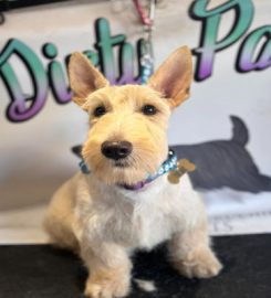 Dirty Paws Dog Grooming & Microchipping