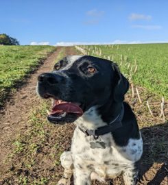 Hounds of Shrewsbury