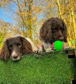 Tails and Trails Doggy Day Care