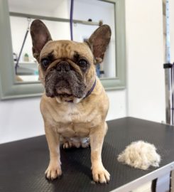 Florence and Oswald Grooming Spa