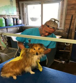 Ludlow Dog Grooming