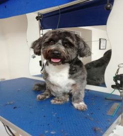 Paws and All Dog Grooming Salon