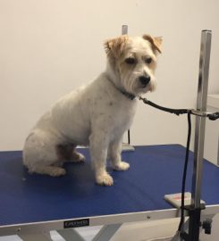 The Dog Groomer Uppingham