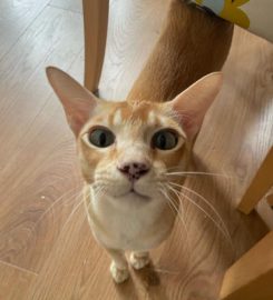 Happy Kitty Cat – Portsmouth cat sitting