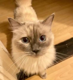 Happy Kitty Cat – Portsmouth cat sitting