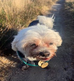 Doggy Day Care Poole