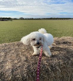 Doggy Paws – Peterborough