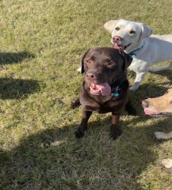 Doggy Paws – Peterborough