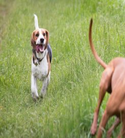 My Best Friend Dog Care West Oxfordshire