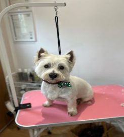 Pawsh Dog Grooming, Dog Walking & Pet Care Services