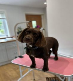 Pawsh Dog Grooming, Dog Walking & Pet Care Services